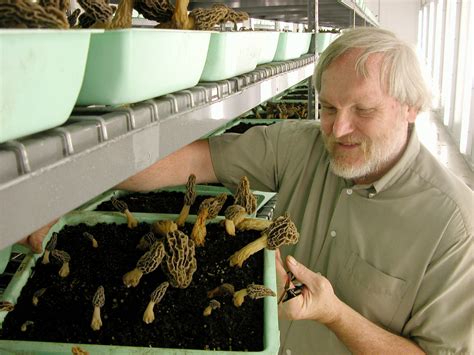 Morel Cultivation Thread Gourmet And Medicinal Mushrooms Shroomery
