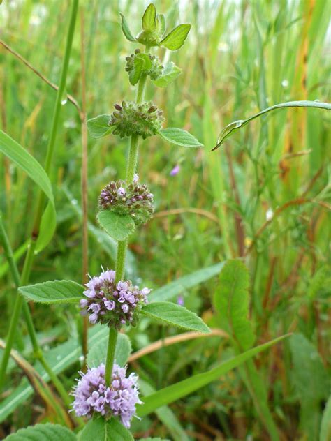 Photographs Of Mentha Arvensis Uk Wildflowers Clustered Flowers