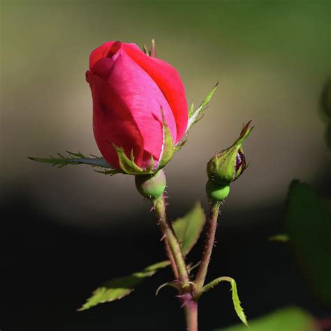 Red Knockout Rose Bud Photograph By Debra Martz Pixels