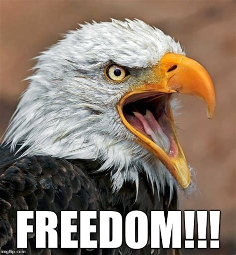 Image Tagged In Eagle Freedom Imgflip