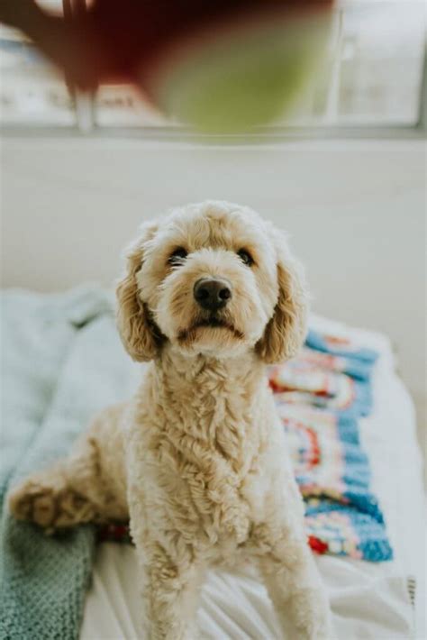 However, depending on which parent dog your goldendoodle puppy most favors (golden retriever or poodle), you may see more shedding or less shedding. Goldendoodle Haircuts and Styles that Will Make You Swoon!