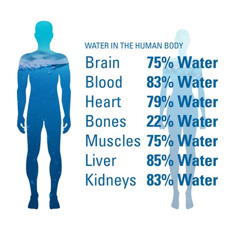 Water For The Body