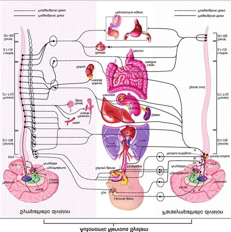 Schematic Representation Of The Autonomic Nervous System Divisions And