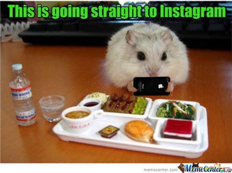 Hamster Cute Dwarf Dwarfhamste Memes Best Collection Of