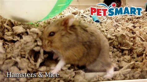 Petsmart Fancy Russian Dwarf Hamsters And Mice Youtube