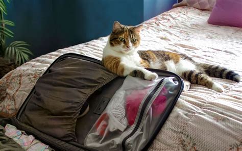 For most cats travel is a relatively uncommon experience and there is simply not enough opportunity for any significant level of habituation to be achieved. 13 Tips For Traveling with a Cat (Plus Adorable Kitty Pics ...