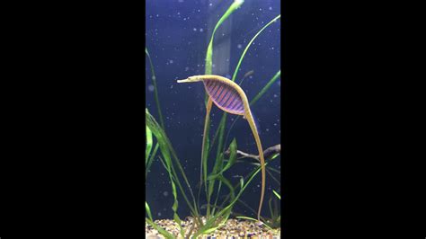 Microphis Deocata Breeding First Time Ever Captured On Film Freshwater