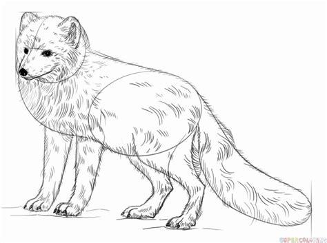 Arctic Foxes Coloring Pages Coloring Pages