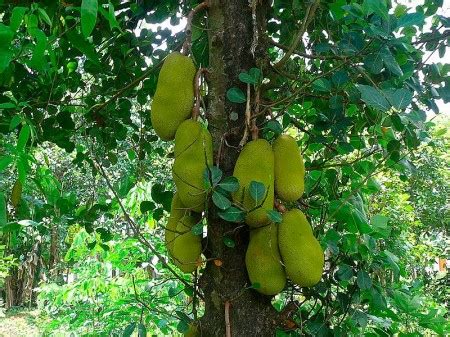 Maybe you would like to learn more about one of these? Sugavanam Tamil Readings: Jack Fruit is GOD... Jack Fruit ...