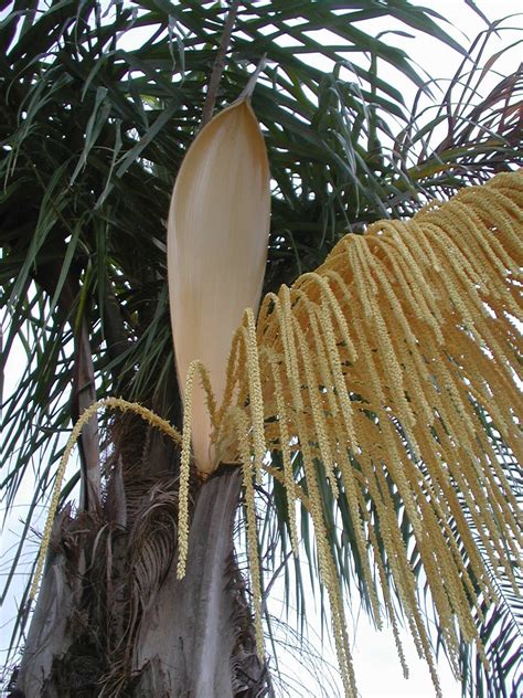 Queen Palm Tree Fruit Deneen Duff