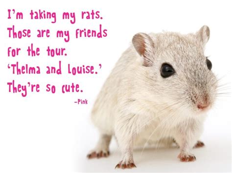 Pet Rat Quotes Pinterest Best Of Forever Quotes