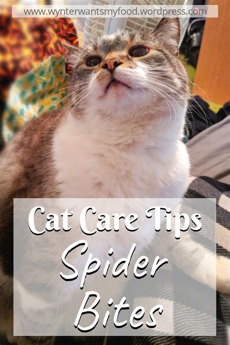 Cats are prone to spider bites due to their inquisitive nature. Care Tips for Cats: Spider Bites | Spider bites, Cat care ...