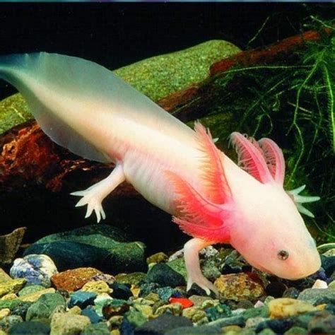 5 Strange And Intriguing Fish To Add To Your Aquarium Featured Creature