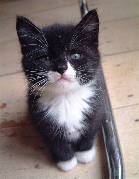 This Tuxedo Kitten Is So Adorable Baby Animals Cute Cats Cute Animals