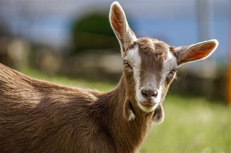 Popular Types Of Goat Breeds With Pictures Pet Keen