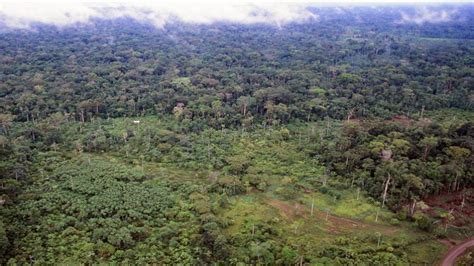 Tropical Forests Losing Capacity To Cycle Carbon And Water Finds New