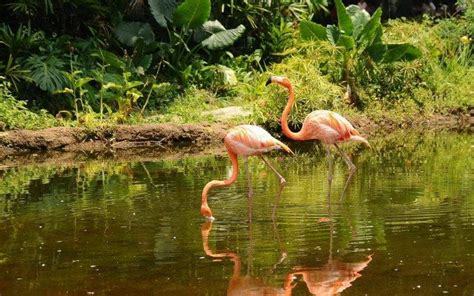Flamingos Animals Birds Wallpapers Hd Desktop And Mobile Backgrounds