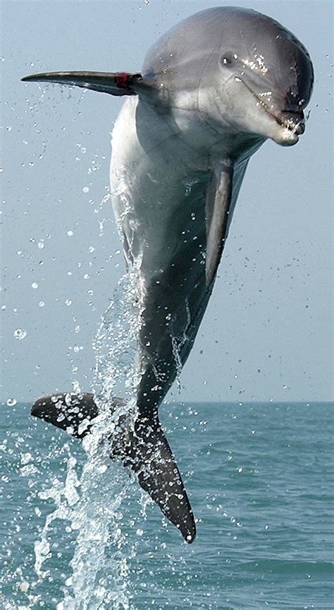 Dolphin Free Stock Photo Public Domain Pictures