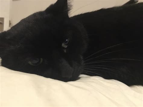 Sad Panther 😞 Rblackcats