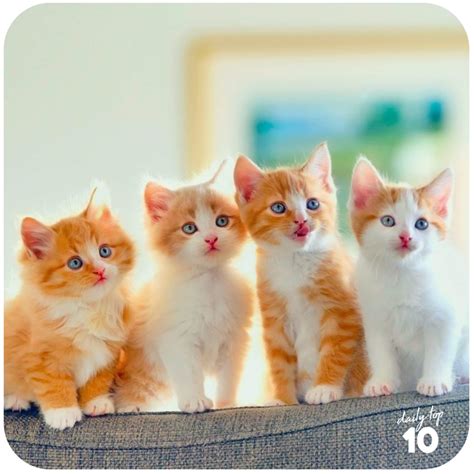 Top 10 Cutest Cat Pictures Of All Time Plus Honorable Mentions