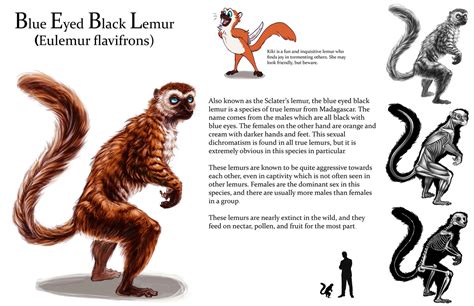 Lemur Sheet By Tikall On Deviantart