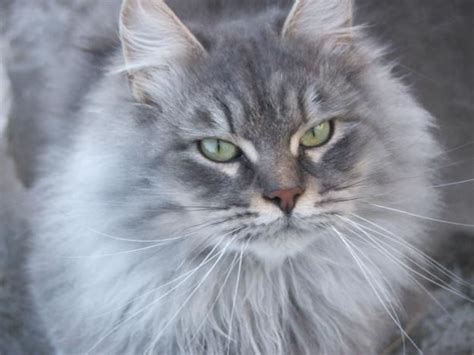 Blue Siberian Cat