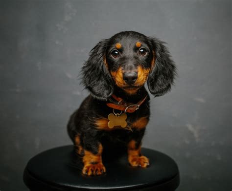 Dachshund Puppies Cute Pictures And Facts