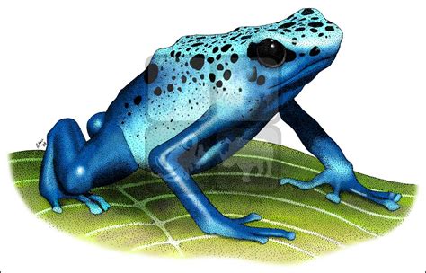 Poison Dart Frog Clipart Poison Dart Frog Drawing Pencil And In Color