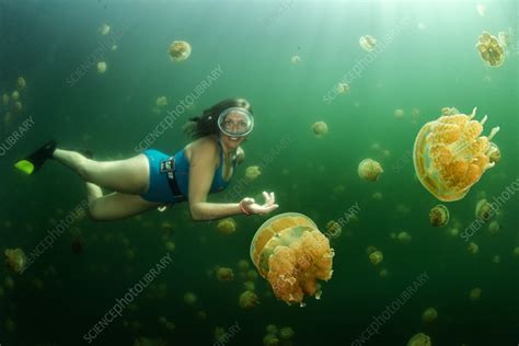 Female Diver Among The Golden Jellyfish Stock Image C0554308