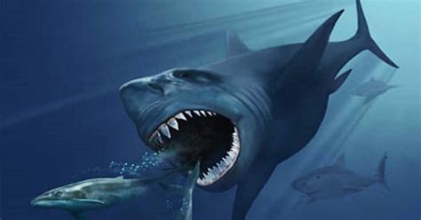 Others contest that the species could have be more than 80 feet long. Did a supernova kill off the megalodon? | Earth | EarthSky