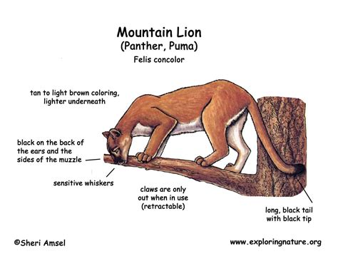 Mountain Lion Panther Puma Cougar Catamount