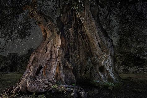 Breathtaking Photographs By Beth Moon Capture Worlds Oldest Trees