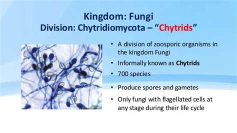 Phylum Chytridiomycota And Zygomycota