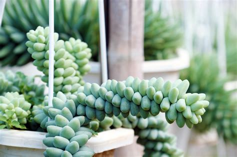 How To Care For The Burros Tail Succulent Complete Landscaping