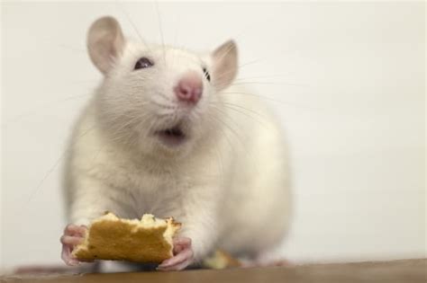 Pet Rats 101 A Complete Guide To Caring For This Smart Rodent Thepetfaq