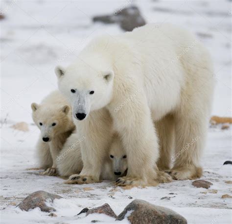 Three Polar Bears Stock Photo By ©gudkovandrey 87187764