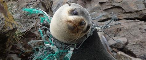 Ocean Pollution Is Killing Marine Life Sign The Petition Organizefor