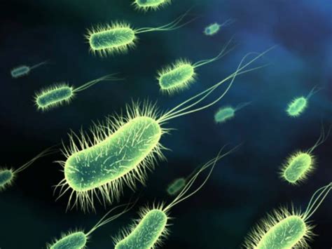 Bifidobacterium Aka Bifidobacteria ~ Microbiología De Los Alimentos