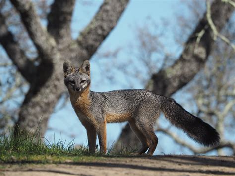 Gray Fox Urocyon Cinereoargenteus Santa Clara Co Ca 229 Flickr