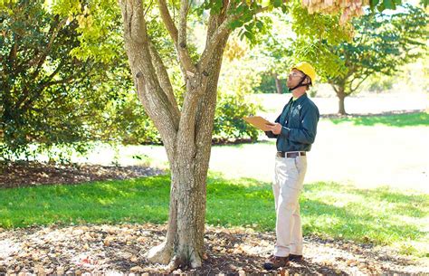 Tree Risk Assessment To Provide Your Trees With The Proper Care Hire