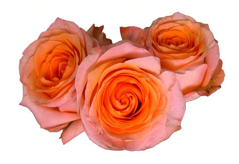 Rose Coral Reef Standard Rose Roses Flowers By Category Sierra