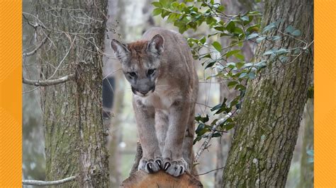 Two Endangered Florida Panther Kittens Are Enjoying Their New Home At
