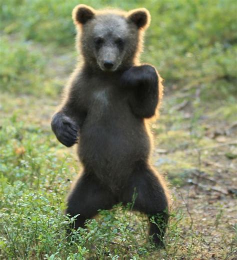 Adorable Brown Bear Cub Shows Off His Crazy Dance Moves