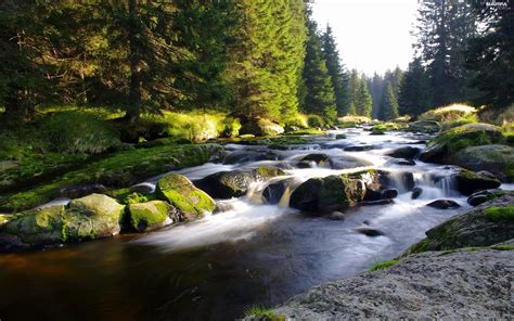 Flux Stones Forest River Beautiful Views Wallpapers 2560x1600
