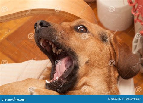 Cute Dog Yawning Stock Image Image Of Funny Sleeping 72689439