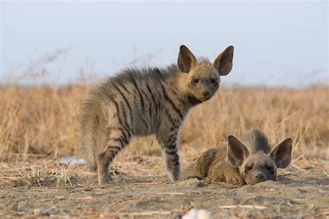 Dont Get Bit — Striped Hyena The Striped Hyena Hyaena Hyaena Is