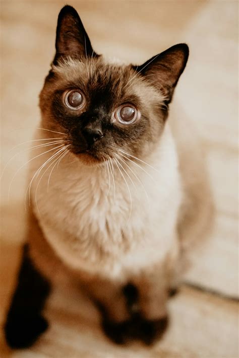 Siamese Cat Pictures Download Free Images On Unsplash