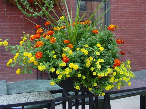 Container Garden Tips ~ The Fancy Flora