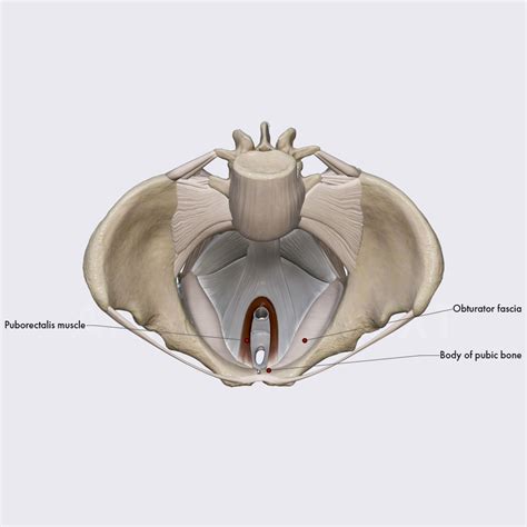 Puborectalis Of Levator Ani Pelvic Floor And Perineum Female Pelvis Anatomy App