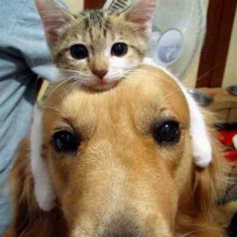 Cat Dog Hug Dog Love Pinterest